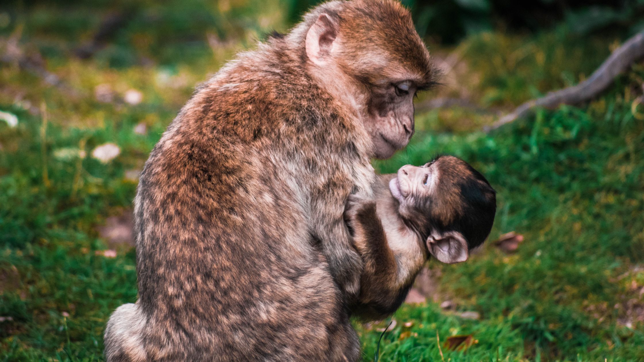 Maternità, evoluzione, animali – Filosofemme